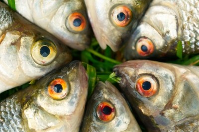 Lightning fish farming growth is transforming Bangladeshi economy