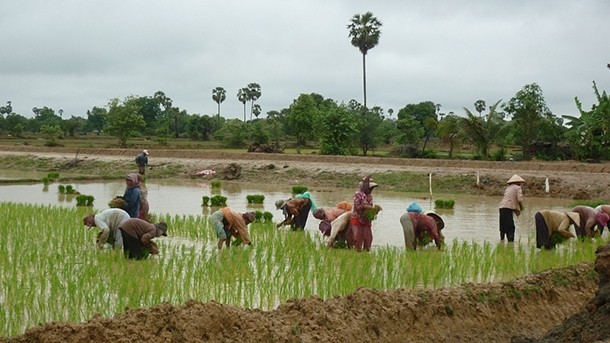 A typical scene in the Cambodian countryside