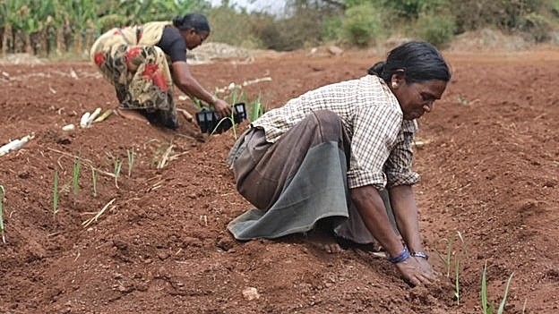 Indian laws are squeezing out smallholders