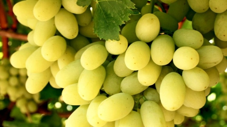 Thompson seedless grapes from Australia. © iStock