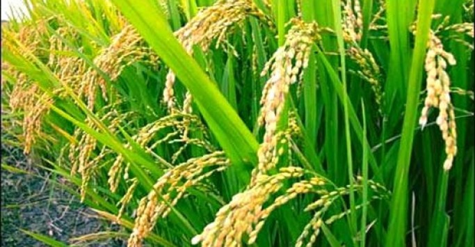 China concludes 'successful' tests on transgenic rice