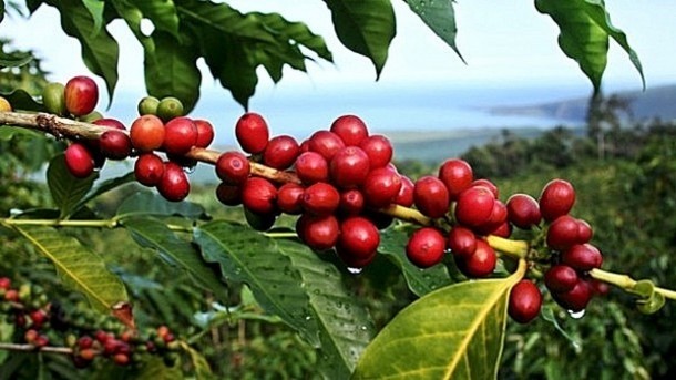 KonaRed社、太平洋を挟んだ隣国で新しいコーヒーフルーツ市場を切り開く