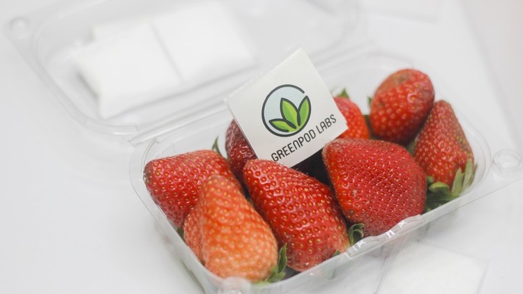 Greenpod sachet for strawberries
