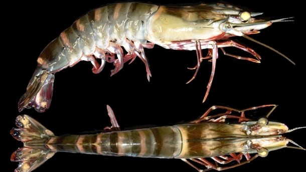 Prawn sperm secrets could free aquaculture from brood stock reliance