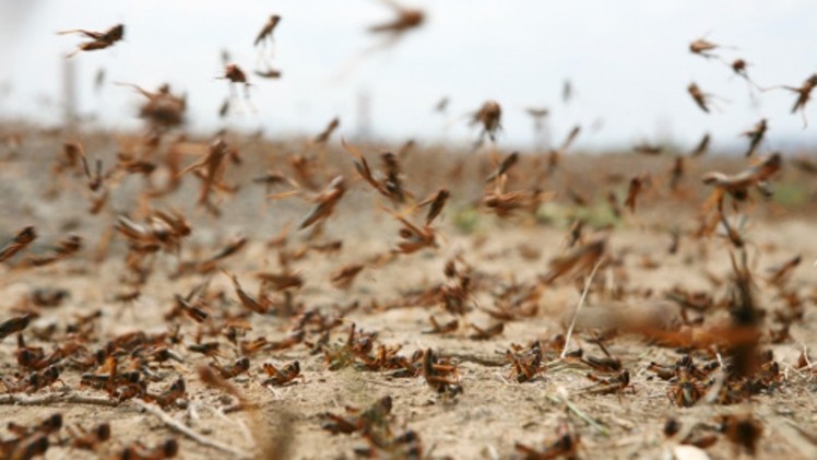 South Korea has made locusts the nation’s tenth approved edible insect. ©Getty Images