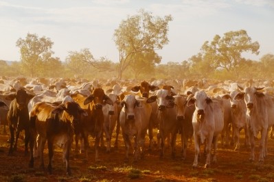 Vulnerable cattle are susceptible to being bitten up to 40 times a day