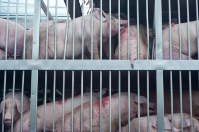 The Chinese government is cracking down on pig smuggling