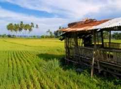 Mindanao peace could give fillip to Filipino food production