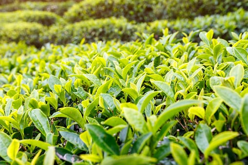 Tea quality and industry compliance in India ‘very good’: Newly accredited FSSAI lab 