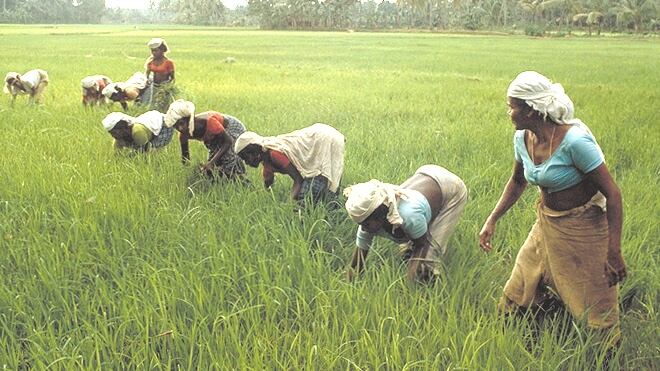 Rice.jpg