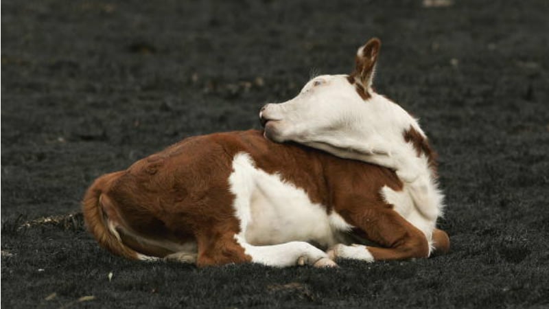 Dairy in ‘strong position’? Australian firms largely ‘unaffected’ by bushfires but farmers distraught