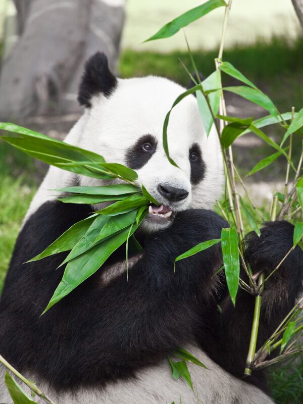 giant-panda.jpg