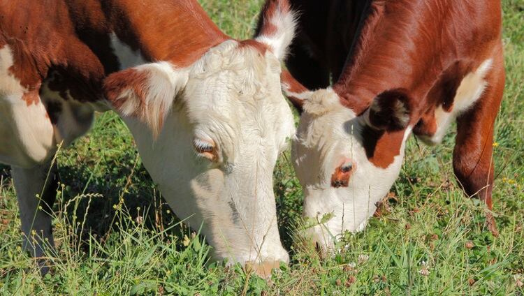 B+LNZ reports steady growth in cattle