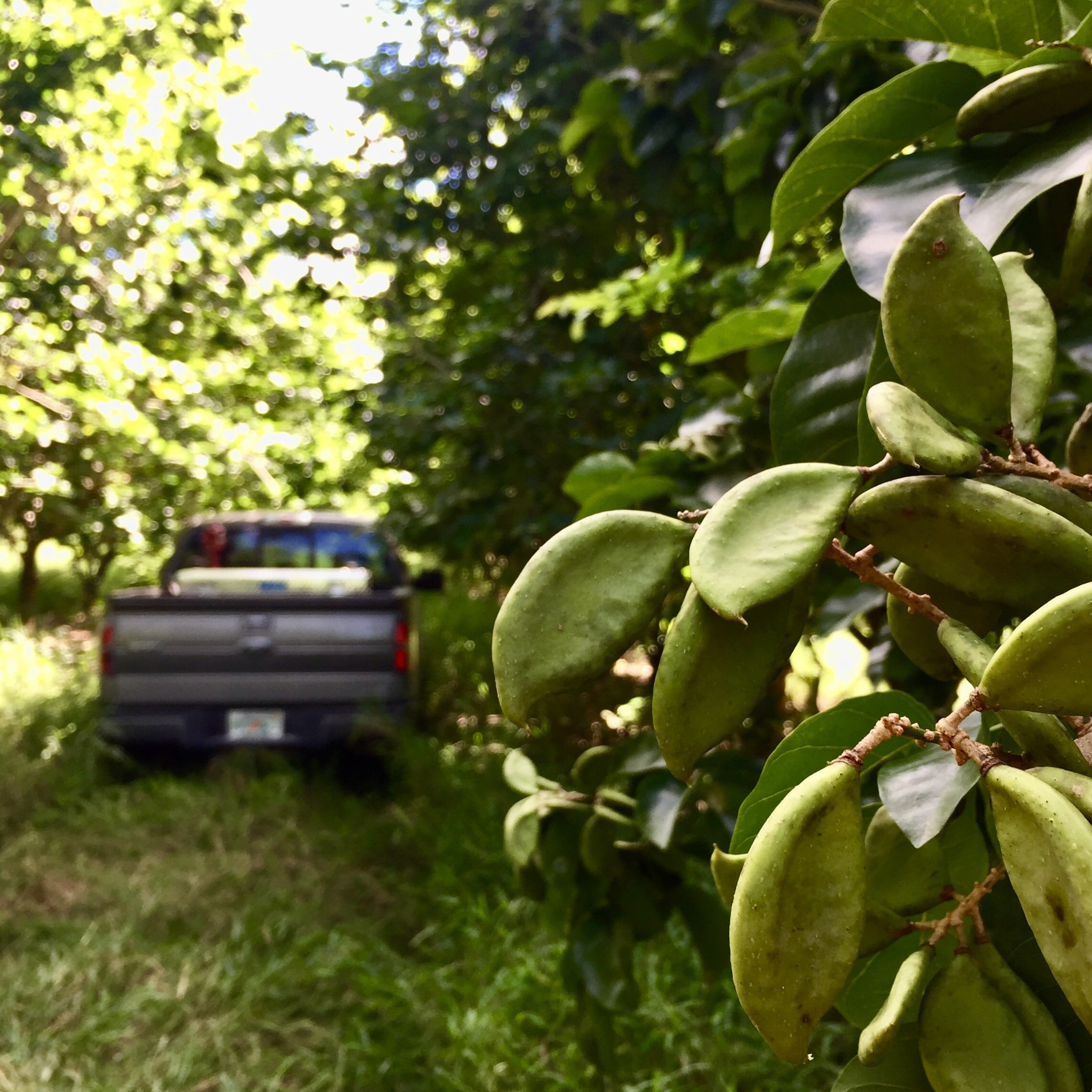 Ten-years-in-the-making-TerViva-targets-US-and-Asia-with-its-world-first-pongamia-food-products.jpg