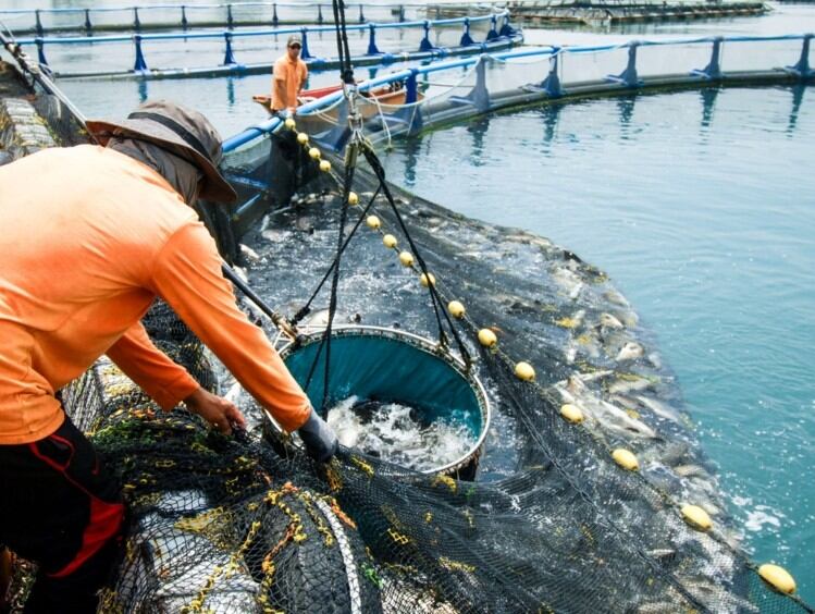 Making a splash: Barramundi Asia to complete Brunei sea bass nursery by year end