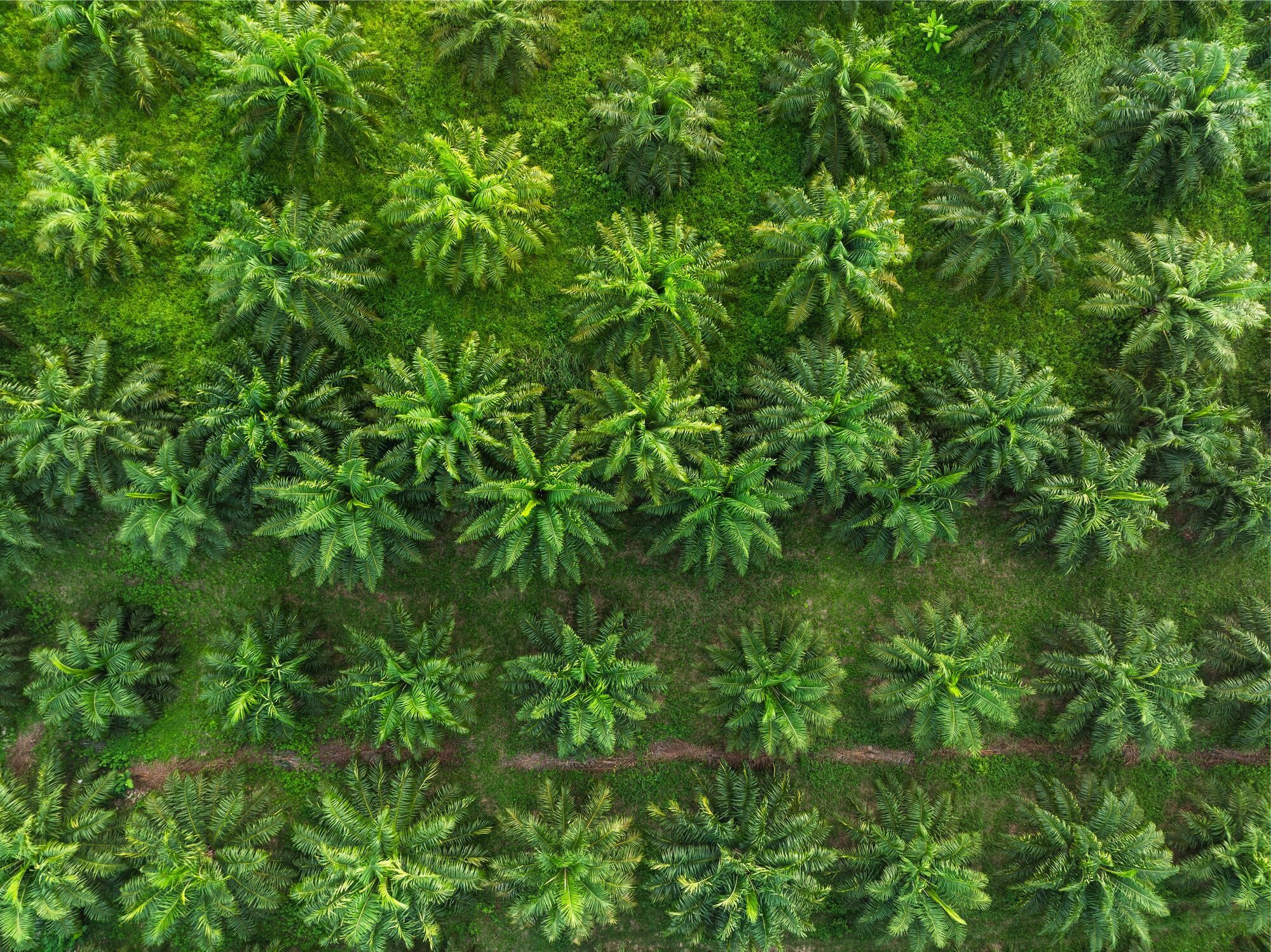Oil palm trees