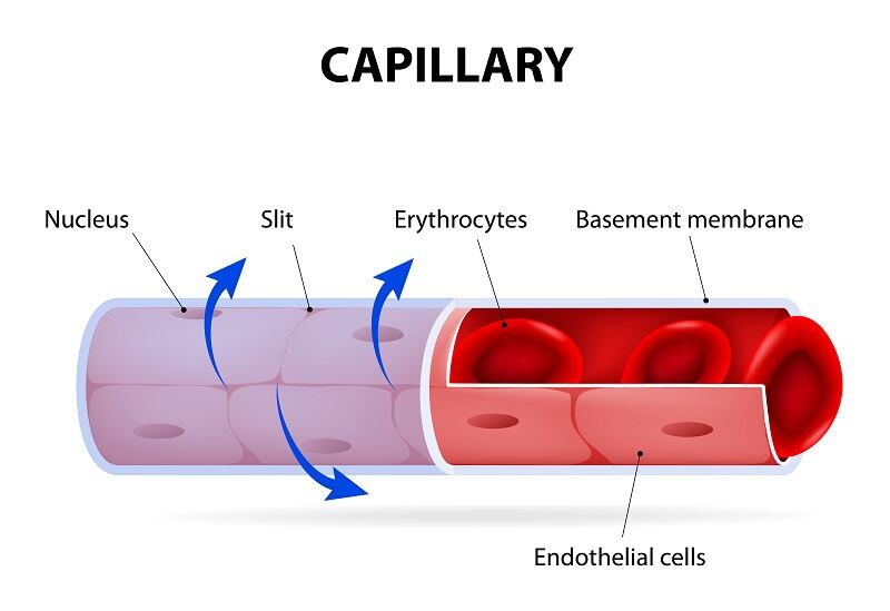 blood-capillary-endothelial-diabetes-circulation-iStock.com-ttsz.jpg