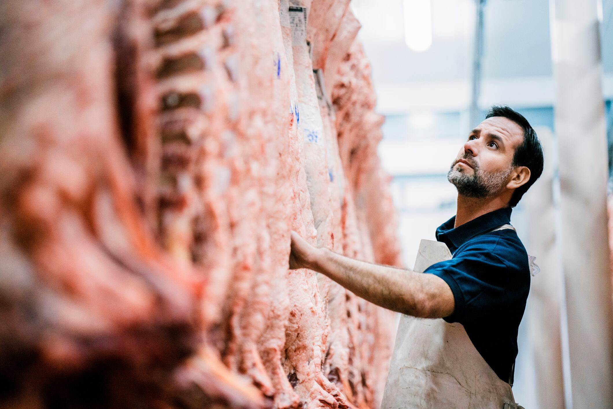 Mature male butcher examining fresh red meat. Mature man is working in slaughterhouse. He is at food processing plant.