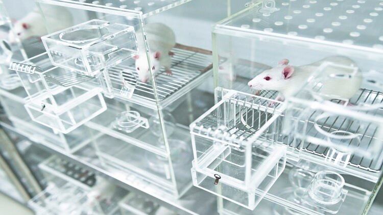 Japan animal testing: 13 major food and beverage manufacturers agree ban practice unless required by law