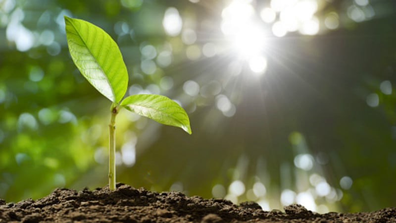 Alternative protein in Asia: Can moving away from Western-centric products fuel sector growth?