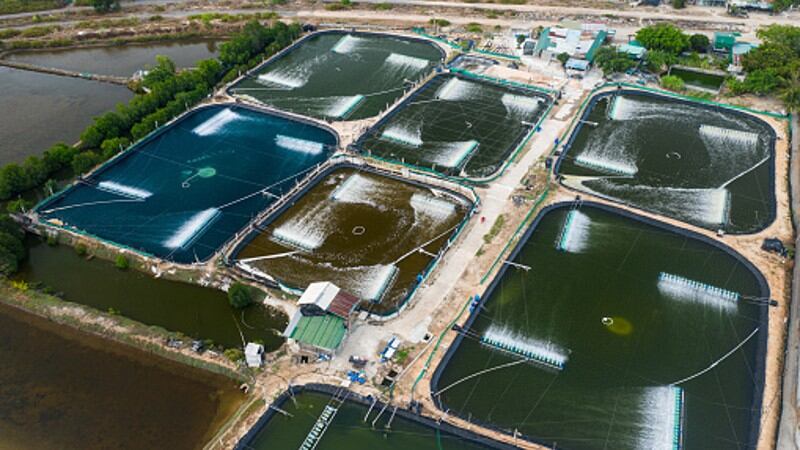 Shrimp-farm.jpg
