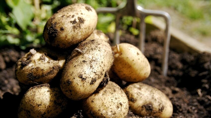 Potato.jpg