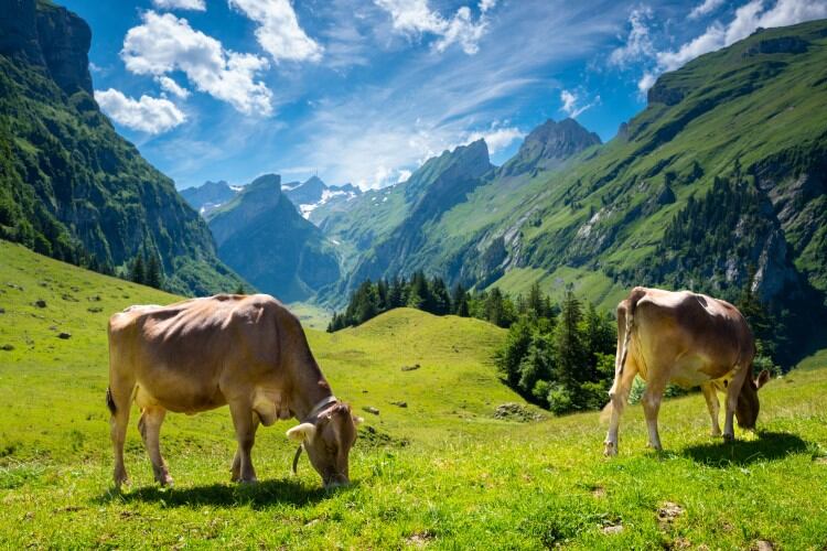 Food-companies-regenerative-ag-strategies-lack-ambition.jpg