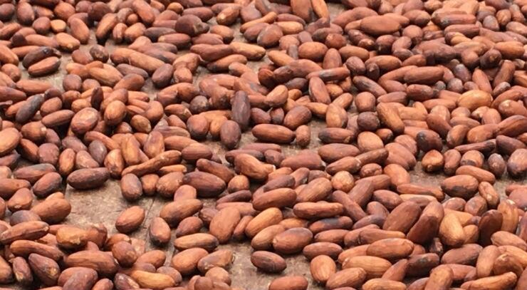 Ghana-and-Dubai-in-talks-to-establish-cocoa-trading-platform.jpg