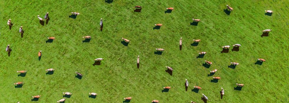 Collaborative-Sustainable-and-Scalable-Innovation-Thrives-Despite-Pandemic.jpg