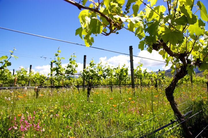 New-Zealand-vineyard-Marlborough-Droits-d-auteur-katyenka.jpg