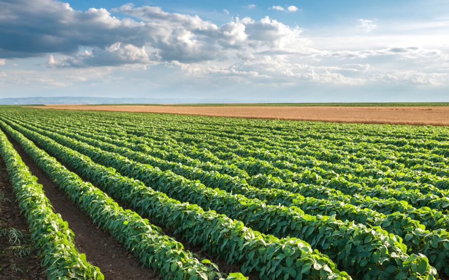 soybean-field-soy-Copyright-fotokostic.jpg