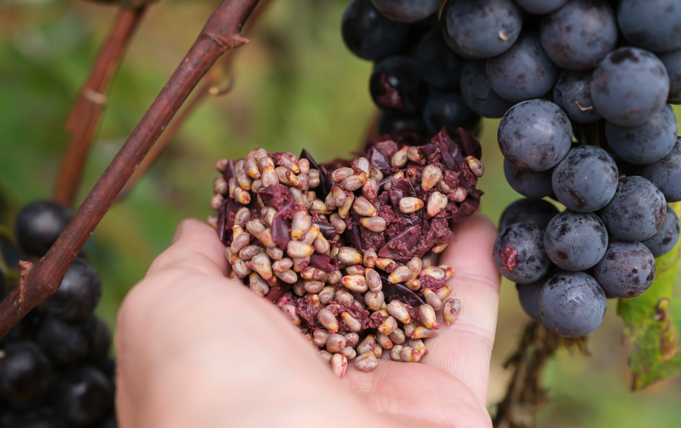 Grape pomace is the main by-product of winemaking and makes up about 30% of the grapes used.