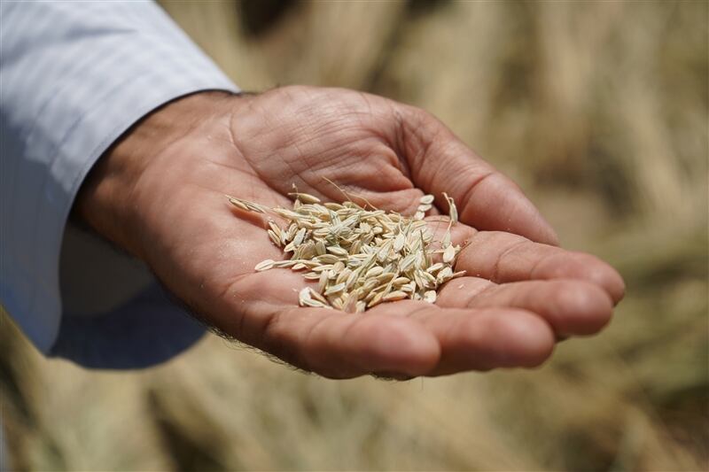 Future of food security? UAE seeks to reduce import reliance with crop growing projects