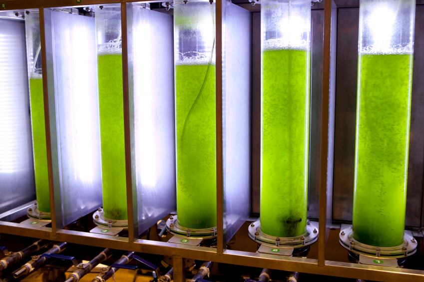 algae-bioreactor.jpg