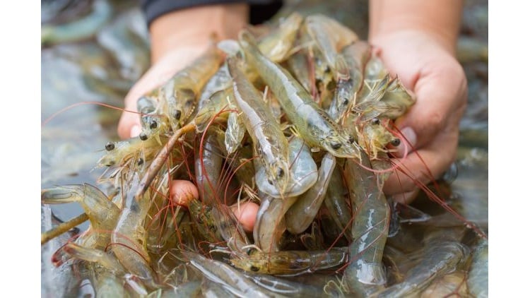 Rapid, reliable PCR detection of Vibrio in Seafood