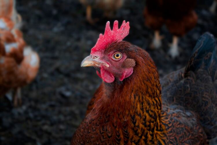 Singapore fresh chicken distributors fined S$27m