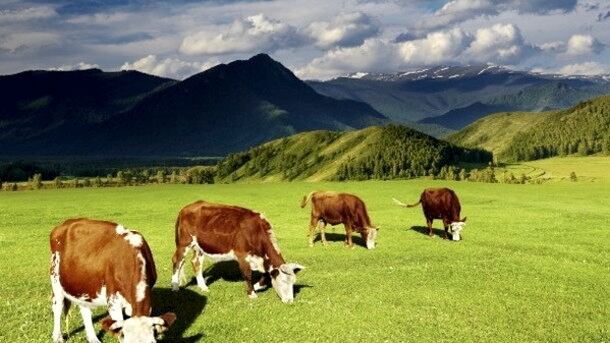 Dairy.jpg