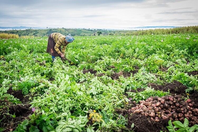 How-to-convince-SEA-smallholders-to-drive-climate-smart-farming.jpg