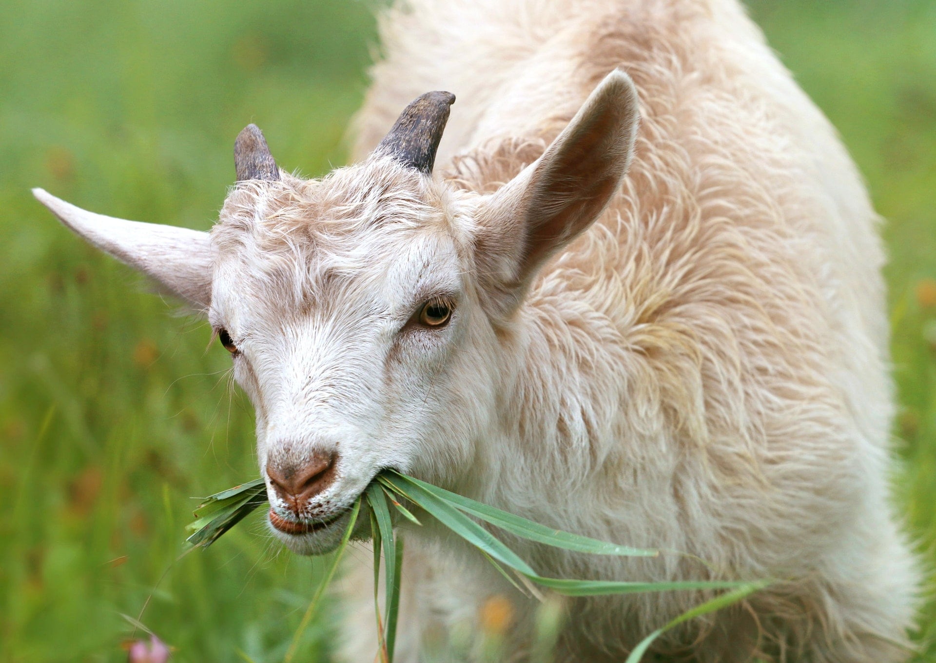 Australia hopes Korban goat ban will lead to better animal welfare outcomes
