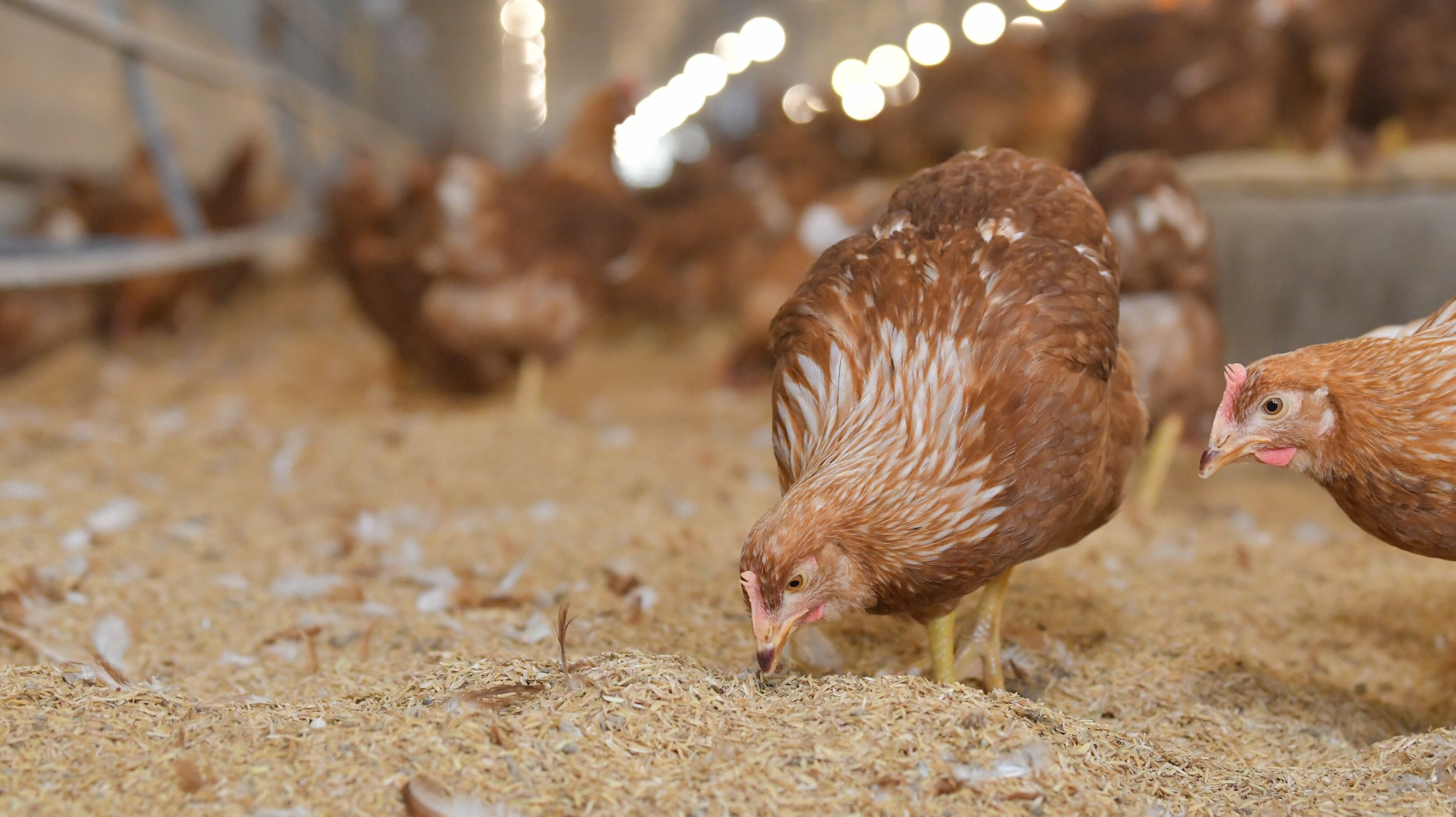 CPF-to-further-promote-natural-behaviours-of-livestock-to-avoid-pain-and-injury.jpg