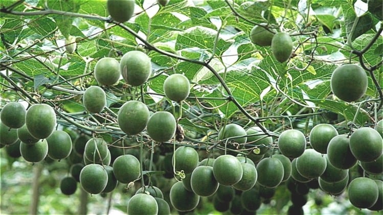 Australia and New Zealand set for retail sales of monk fruit sweetener by 2019