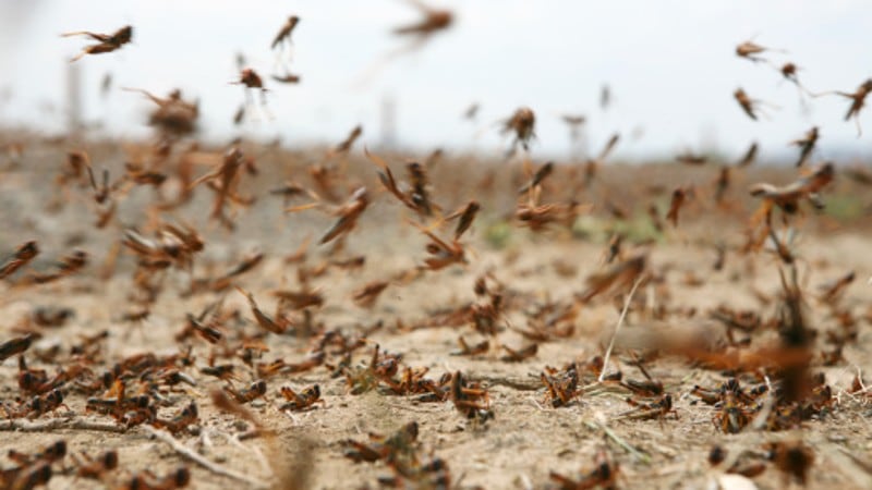 Bug nutrition boost: South Korea adds locusts to approved edible insects list in alternative protein drive