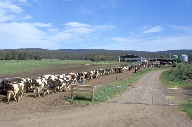 Australia’s new mandatory dairy code welcomed