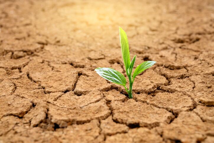 COP27 climate smart food initiative accused of greenwashing as partners pledge increased investment in innovation