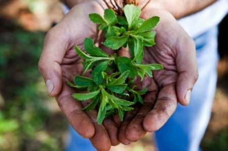 Stevia.jpg