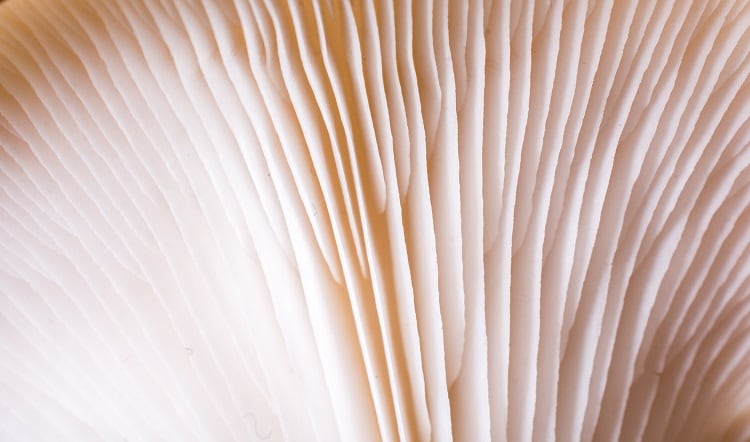 mycelium-berkay.jpg