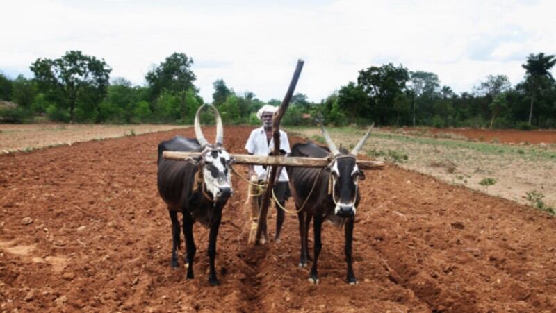 Hero or zero? India seeks global food supply champion role amidst pandemic – but may need to save its poor first