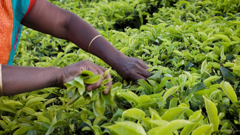 Unilever-India-announces-calibrated-price-increases-after-being-hit-with-major-palm-oil-and-tea-cost-hikes.jpg