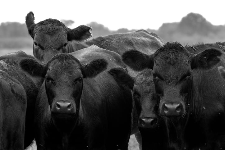 Beefing up transparency: Australian firm launches blockchain beef traceability platform in China
