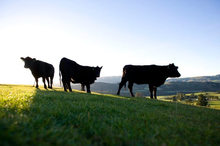 Sustainable beef group reaches New Zealand